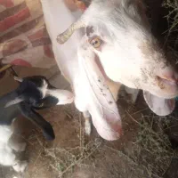 بزآبستن