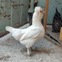 مرغ سلطان تخم گذار
