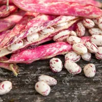 لوبیا چیتی تروتازه محلی کیلویی۳۵۰هزارتومان