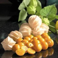 بوته میوه استوایی فیسالیس