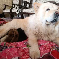 سگ چاو چاو|سگ|نجف‌آباد, گلدشت|دیوار