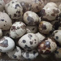 فروش تخم بلدرچین