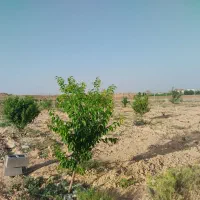 فروش-باغ-یا-معاوضه-با-آپارتمان-و-ماشین