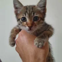 واگذاری یک بچه گربه زیبا در خلخال