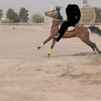مادیان عرب *فروش و معاوضه *