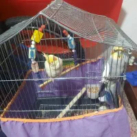 دوعدد عروس هلندی باقفس