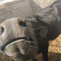 گوساله نر یک و نیم ساله