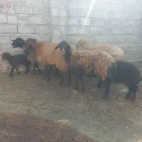 ۴عددگوسفندجوان بره داربزرگ