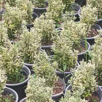 فتونیا یاس نعنایی شمشاد