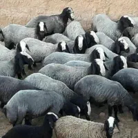 میش ابستن گوسفند دوقلو deroee بره نر ماده ژن قوچ
