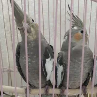 عروس هلندی