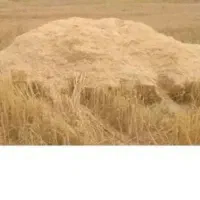 کاه گندم دیم