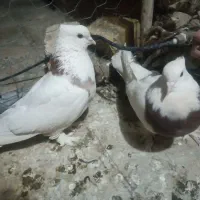 کفتر|پرنده|تیران, |دیوار