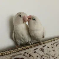 جفت طوطی کوتوله برزیلی آلبینو