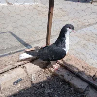 خوشرنگ سیاه مغلف