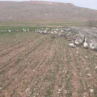 قاز لیندا وتعدادی غاز محلی سالمتکی