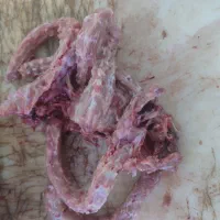 غذا سگ گربه