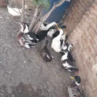 اردک