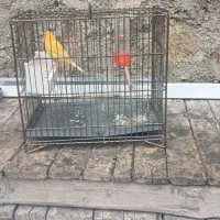 قناری جفط سهره