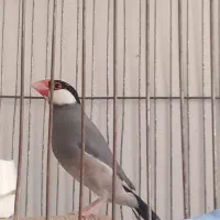 فنج نرگسی وماده قناری