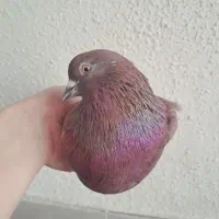 کبوتر جفت پرشی