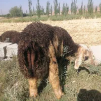 بره نر