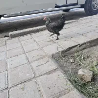 خروس و مرغ یکجا