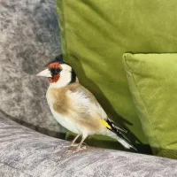 سهره نر بخون دستی