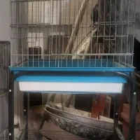 قفس پرنده