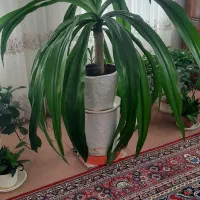 گل بزرگ سالم و سلامت