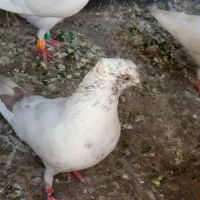 کبوتر تهرانی معاوضه با طوقی جفت