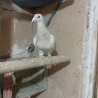 نامه بر کرم ماده