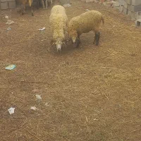 فروش ۷عددگوسفند