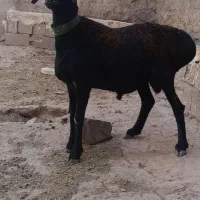 بره قوچی چینی