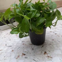 گل و گیاه پتوس
