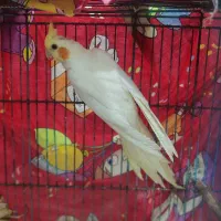 عروس هلندی لوتینو