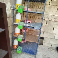 قفس پرنده