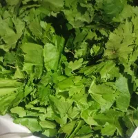 گلا دولمه ی ناسکو جوان
