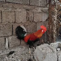 خروس محلی