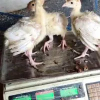 فروش جوجه ۱ روزه تا نیم چه بوقلمون بیوتی ۶ گوشتی