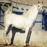 اسب نریان ترکی