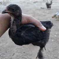 جوجه محلی