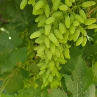 غوره.مناسب برای ابغوره گیری