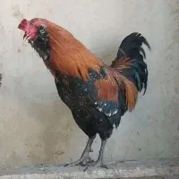 دوعدد خروس جوان