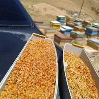 زنبور عسل