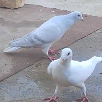 دم سفید|پرنده|مشهد, شهرک بهارستان|دیوار