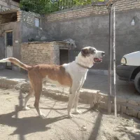 نگهبان باهوش و پر قدرت یک ونیم ساله