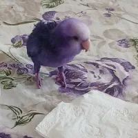 گمشده