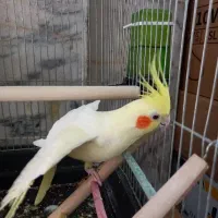 عروس هلندی سخنگو