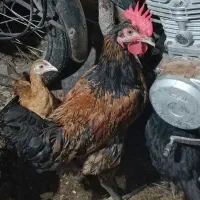 مرغ خروس  محلی گلین